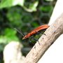 cardinal beetle (pyrochroa serraticornis)